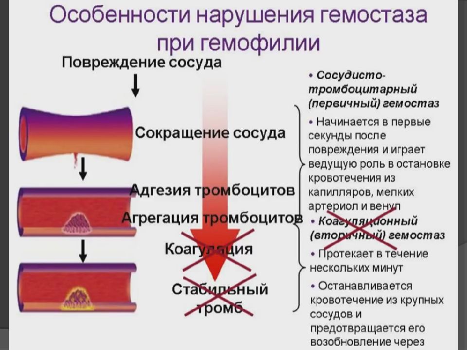 Двс синдром у собак. Синдром коагулопатии. Коагулопатия у животных. Коагулопатии патогенез