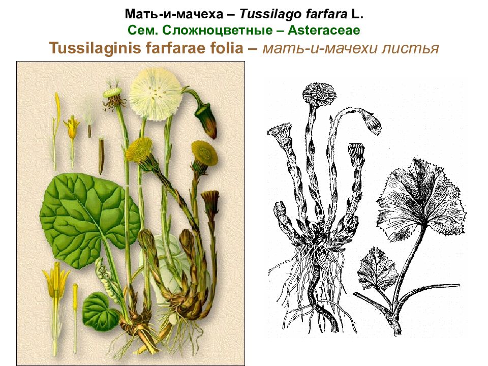 Лист мать. Мать-и-мачеха - Tussilago Farfara l. Корневище мать и мачехи. Мать-и-мачеха этапы роста. Tussilago Farfara листья.