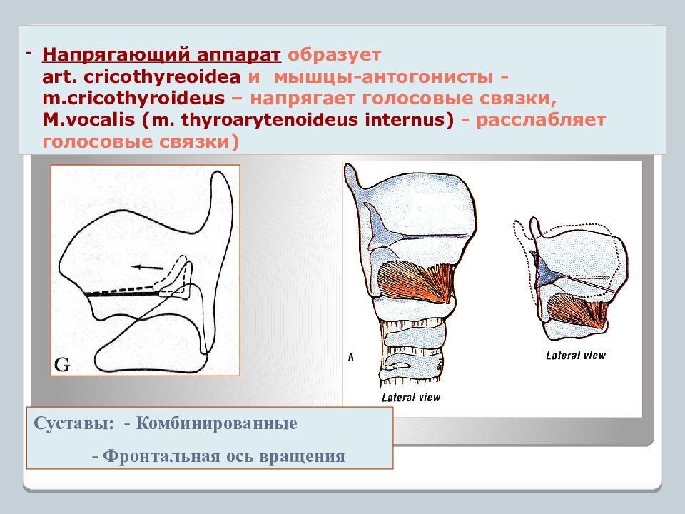 Связку напрягает мышца. Устанавливающий и напрягающий аппарат гортани. Мышцы напрягающие голосовые связки. Устанавливающий и напрягающий аппарат гортани анатомия. Голосовую связку расслабляет мышца:.