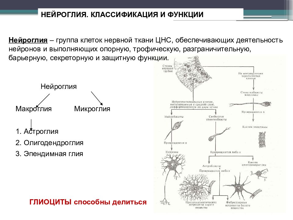 Схема классификации нейронов и клеток глии