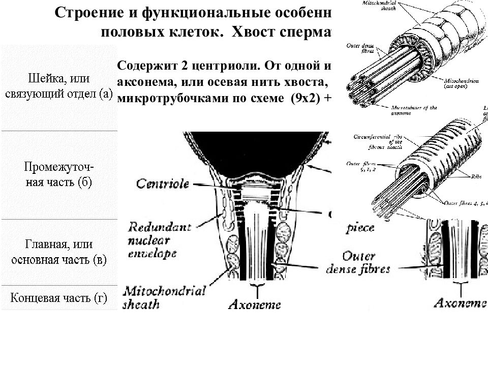 Казаться структура. Аксонема хвоста. Строение аксиальной нити. Хвост сперматозоида из микротрубочек. Строение сперматозоида осевая нить.