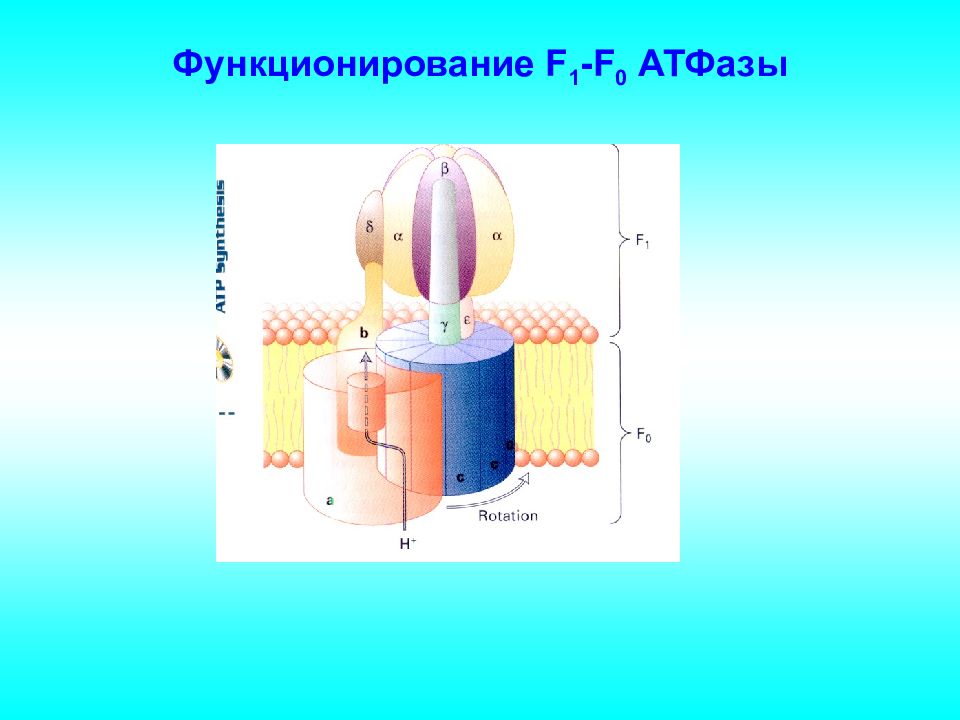 Атфаза. Na k АТФАЗА структура. Функция АТФАЗЫ. Строение АТФАЗЫ f1 f0. Типы АТФАЗ.