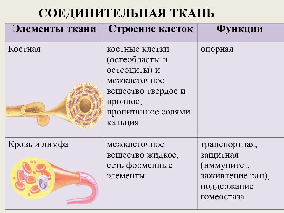 Соединительная строение. Соединительная ткань строение и функции. Строение соединительной ткани. Функции соединительной ткани. Функции клеток соединительной ткани.