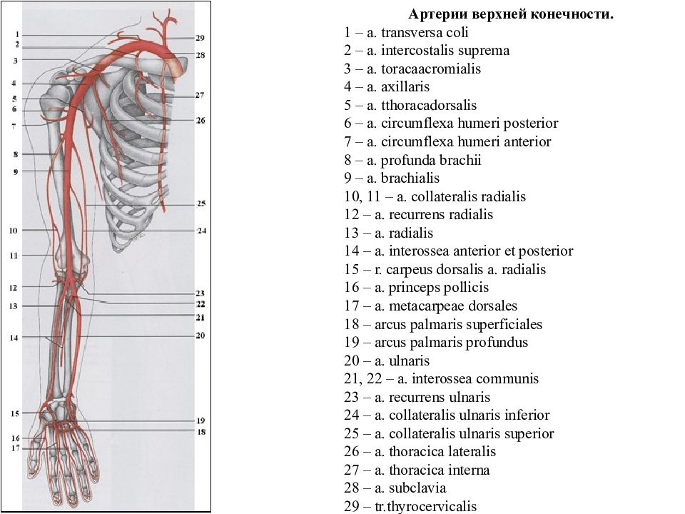 Кровообращение верхней конечности. Сосуды верхней конечности анатомия. Схема кровообращения верхней конечности. Артерии верхних конечностей правой схема. Артерии конечностей анатомия схема.