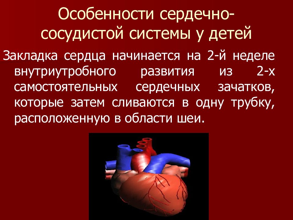 Особенности сердца. Сердечно-сосудистая система у детей. Особенности сердечно-сосудистой системы у детей. Афо сердечно сосудистой системы у детей. Особенности сердечно-сосудистой системы.