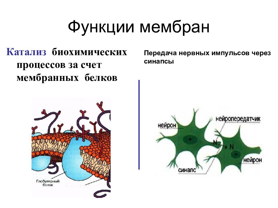 Транспортные белки мембраны функции. Механическая функция мембраны.