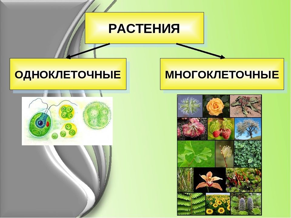 Одноклеточные и многоклеточные презентация