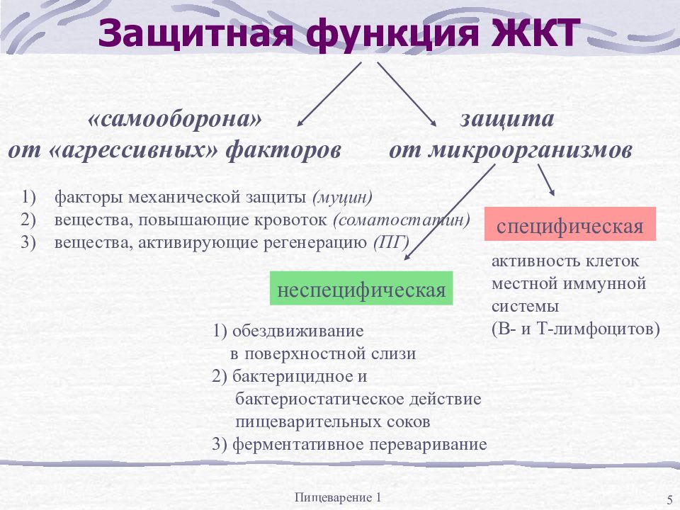 Защитная функция. Защитная функция пищеварительной системы. Защитная функция ЖКТ. Вещество, выполняющее защитную функцию стенок ЖКТ. Защитные функции системы пищеварения.