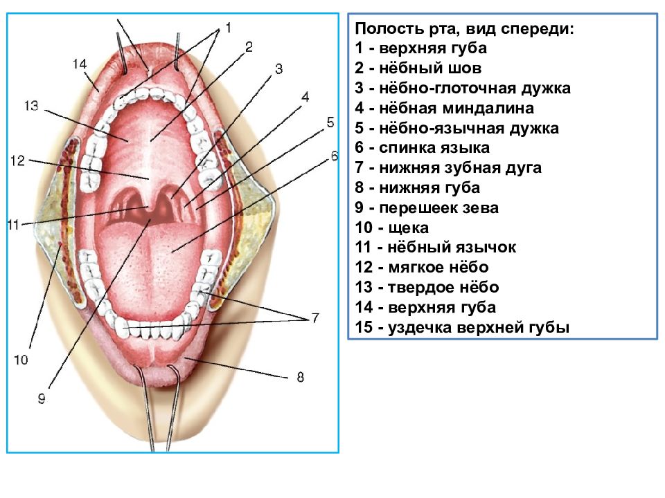Небо на латыни. Строение ротовой полости человека схема. Ротовая полость строение анатомия. Анатомическое строение полости рта. Полость рта схема анатомия.