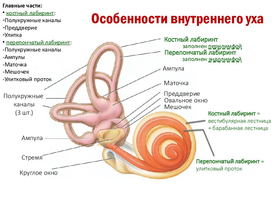 Строение уха и вестибулярного аппарата 8 класс рисунок