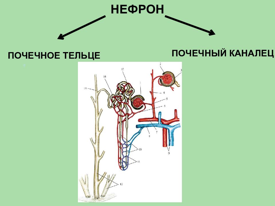 Анатомия мочевой системы презентация