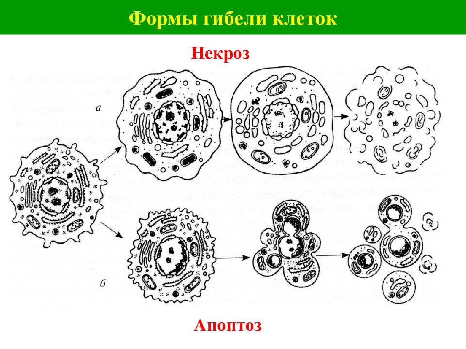 Распад клеток. Гибель клетки апоптоз и некроз схема. Формы клеточной гибели. Основные формы гибели клеток. Гибель клетки апоптоз и некроз.