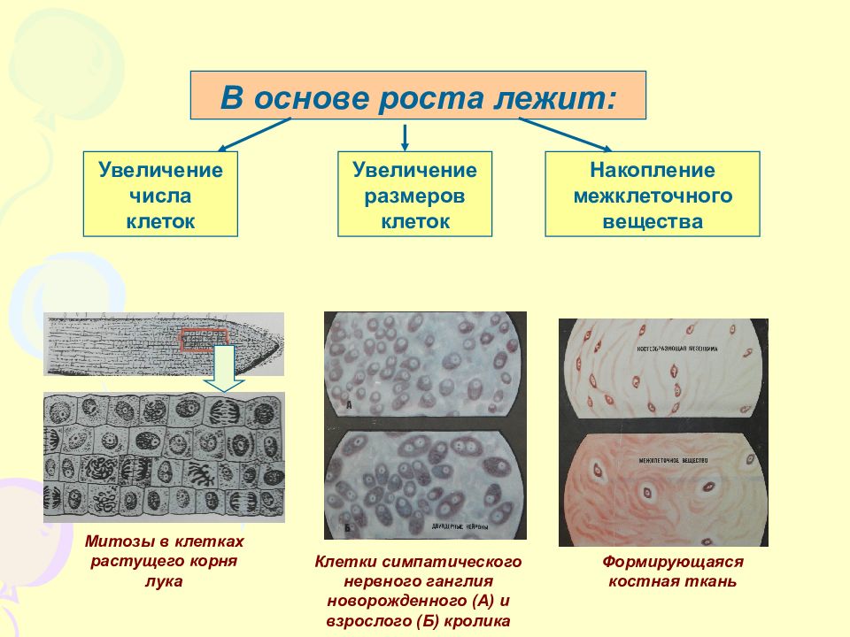 Увеличение клетки. Механизмы эмбриогенеза. Эмбриогенез костной ткани. Регуляция эмбриогенеза. Основы регуляции эмбриогенеза.