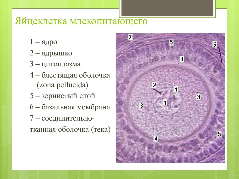Яйцеклетка строение. Строение яйцеклетки млекопитающего. Микроскопическое строение яйцеклетки. Схема строения яйцеклетки млекопитающих. Яйцеклетка млекопитающего ооцит.
