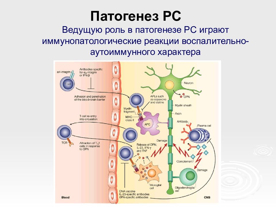 Патогенез картинка для презентации