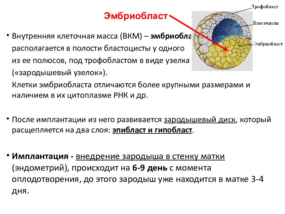 Полость покрывало. Бластоциста эмбриобласт трофобласт. Эмбриогенез трофобласт. Строение бластоцисты человека. Образование эмбриобласта и трофобласта.