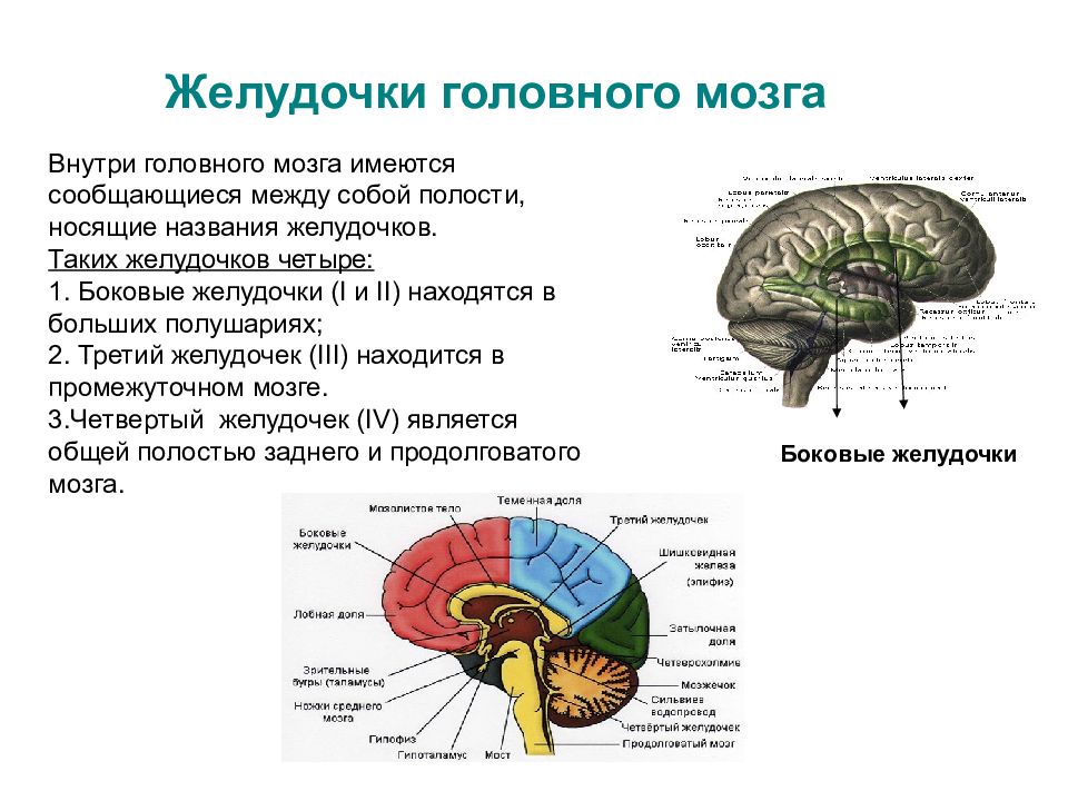 В желудочках головного мозга находится