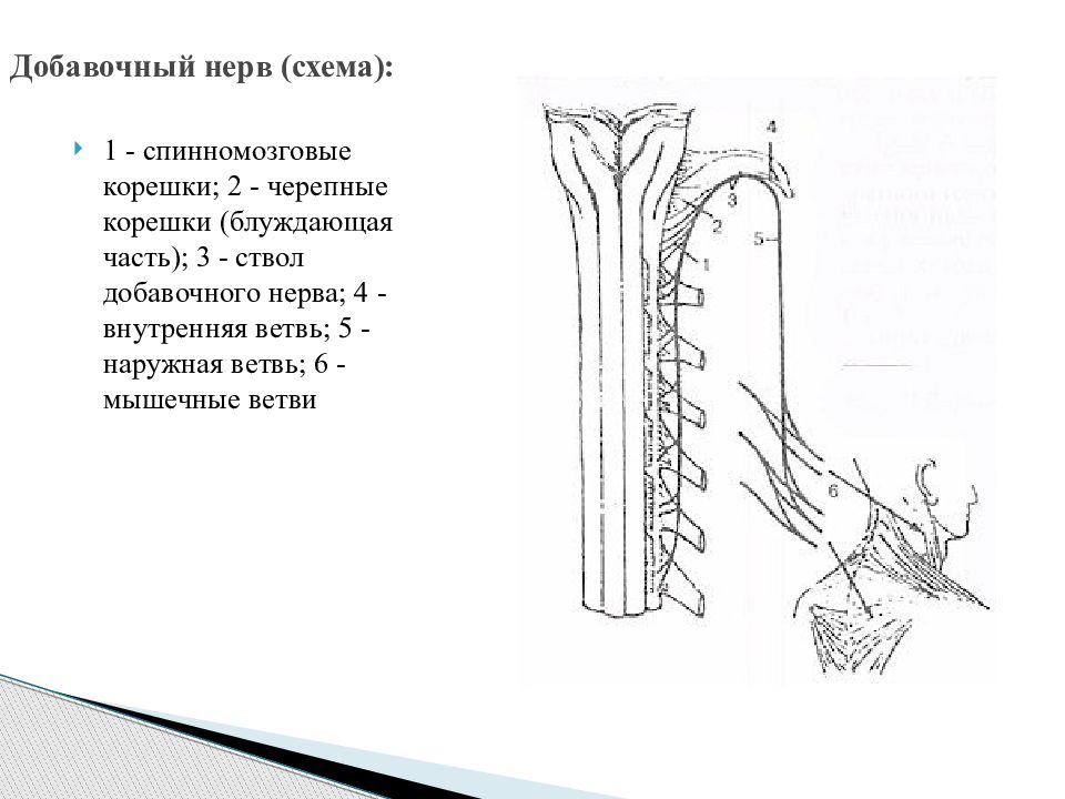 Добавочный нерв схема