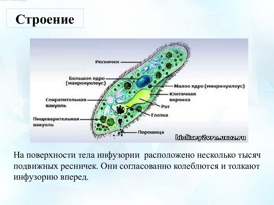 Тип инфузории презентация 7