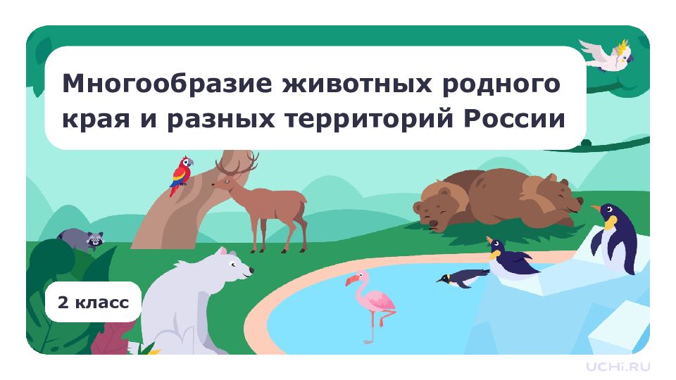 2 класс Многообразие животных родного края и разных территорий России