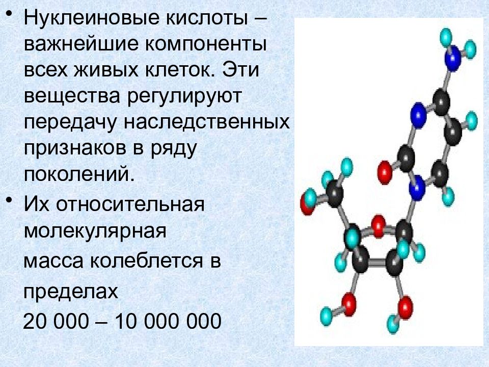 Нуклеиновые кислоты состоят из молекул