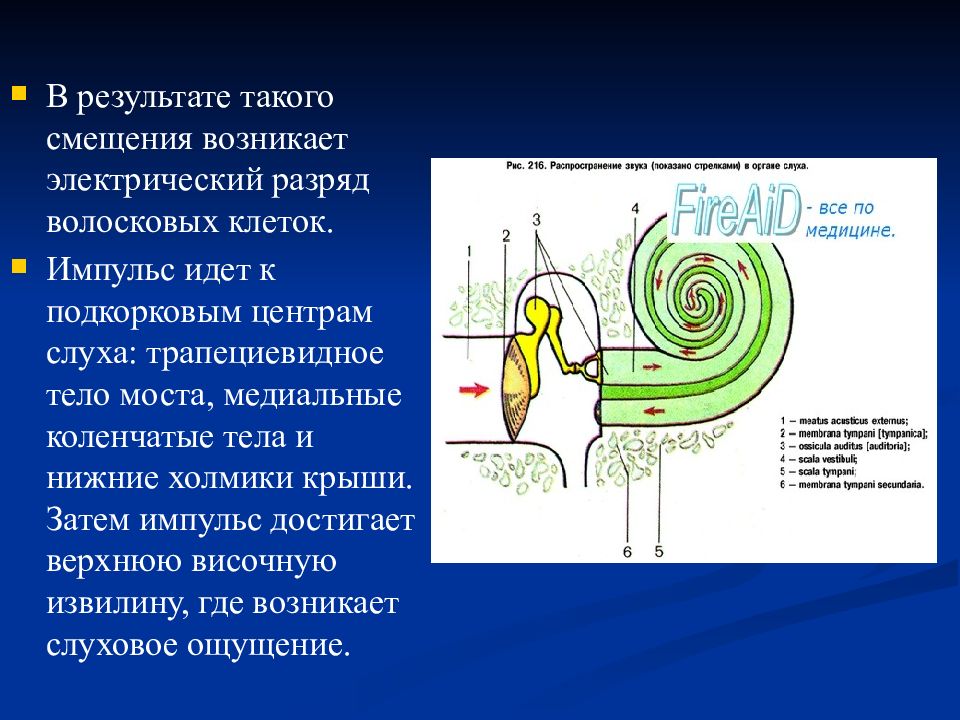 Подкорковым центром слуха является
