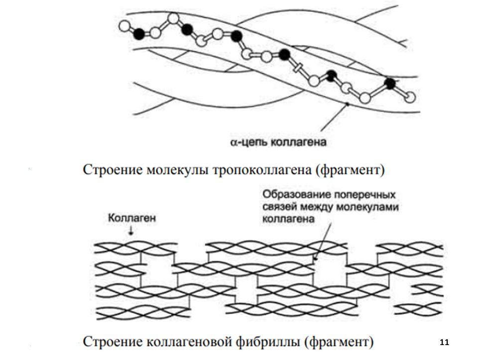 Фрагмент образования