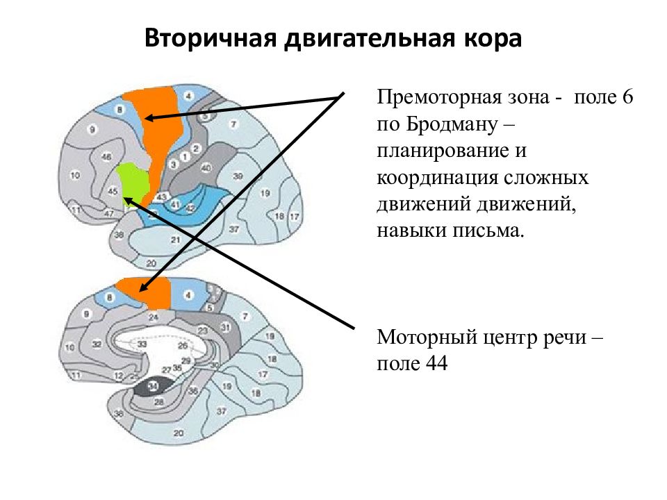 Двигательные и чувствительные зоны коры. Поля головного мозга по Бродману. 6 Поле Бродмана. Поля коры головного мозга по Бродману. Центр Вернике поля по Бродману.