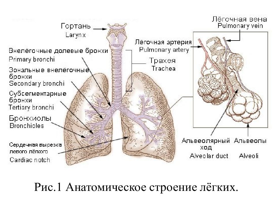 Строение легких рисунок с подписями