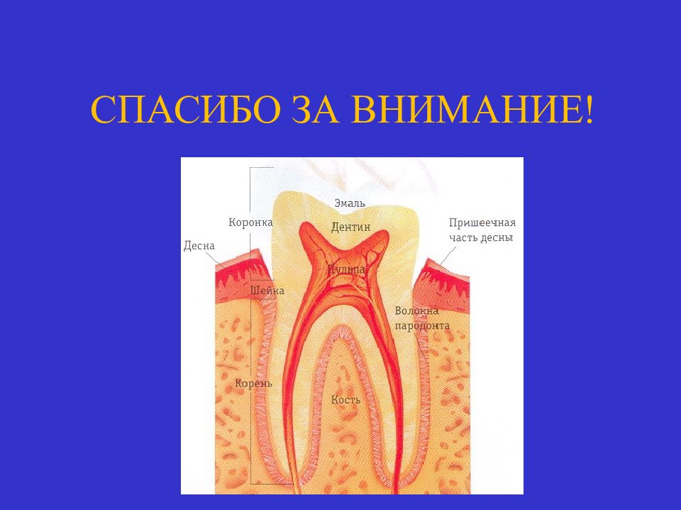 Биохимия слюны презентация