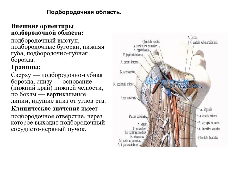 Подбородочная борозда. Ориентиры шеи топографическая анатомия. Подбородочное клетчаточное пространство границы. Подбородочный треугольник топографическая анатомия.