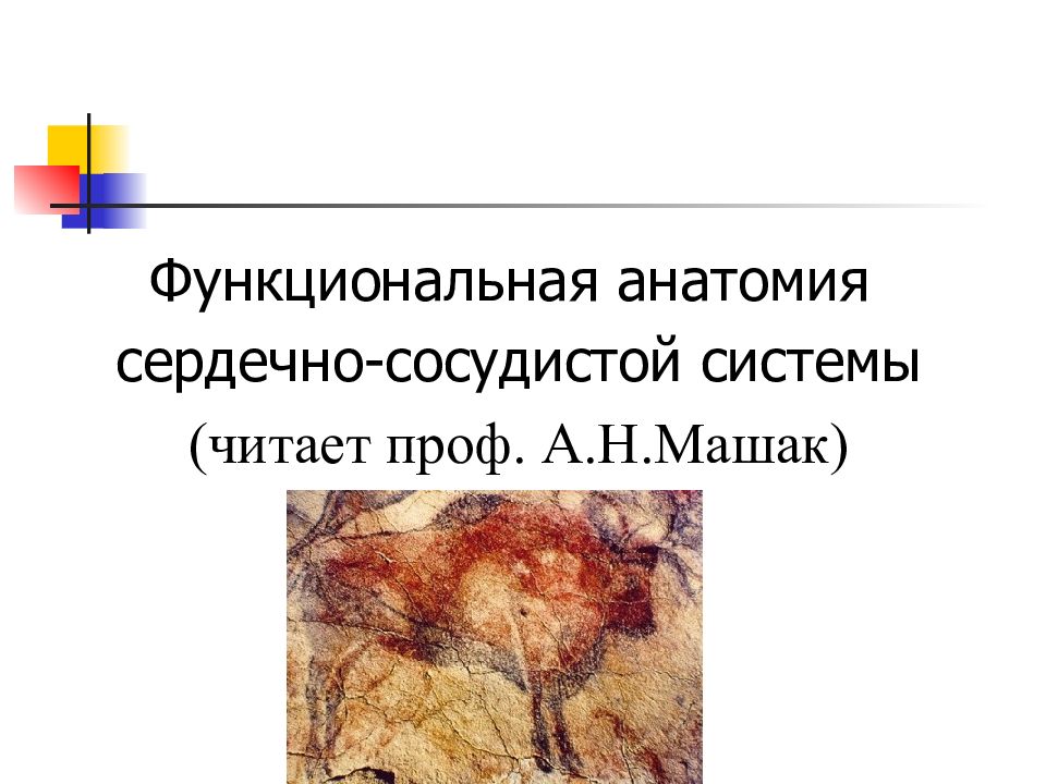 Функциональная анатомия сердечно-сосудистой системы (читает проф. А.Н.Машак)