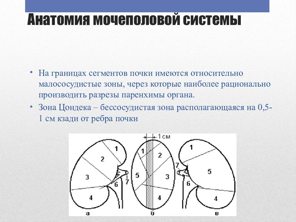 Граница сегмента. Сегменты почки анатомия. Бессосудистая зона почки. Сегментированная почка. Сегменты доли и дольки почки.