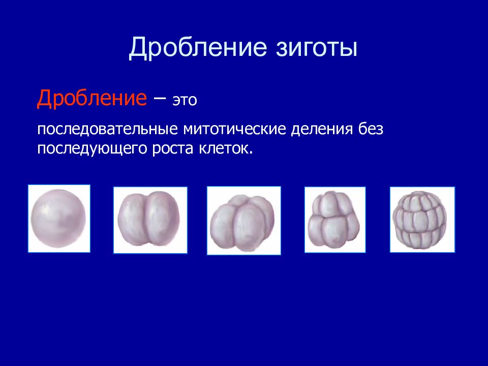 Деление дробления. Дробление зиготы таблица. Полное и неполное дробление зиготы. Зигота дробление зиготы. Этапы дробления зиготы.