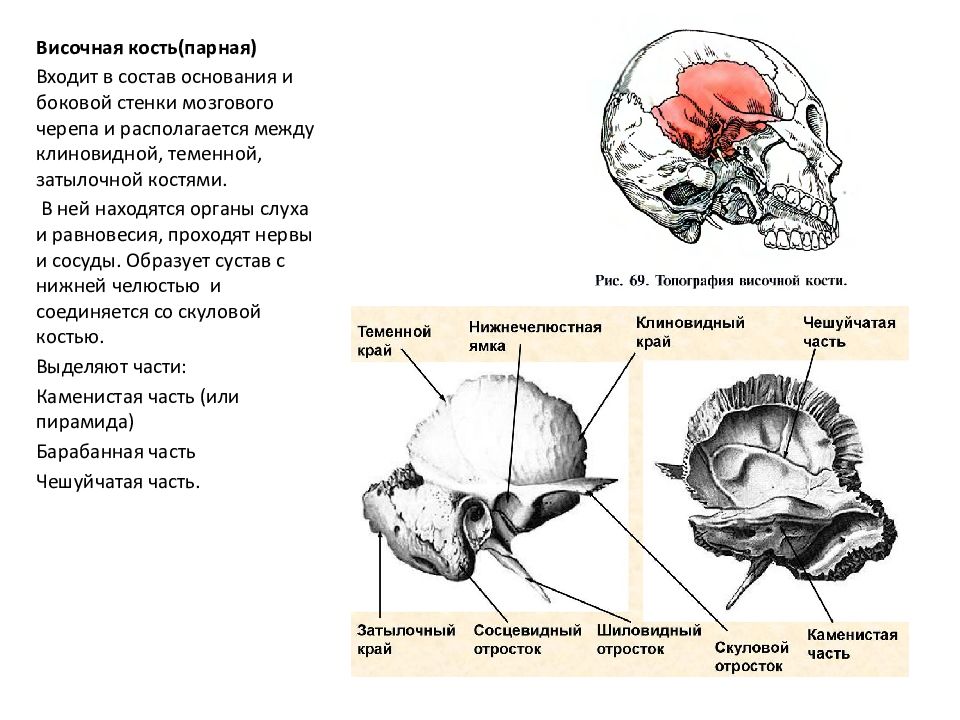 Мозгового парная. Пирамида (каменистая часть) височной кости. Височная кость и париетальная кость. Схема височной кости. Теменной край височной кости.