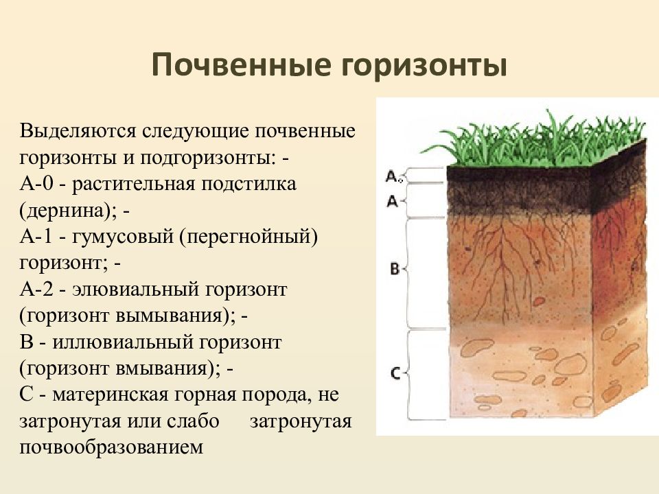 Какой буквой на схеме почвенного горизонта обозначена материнская порода