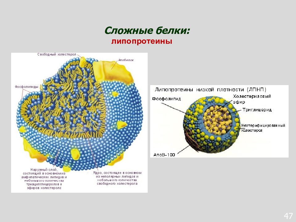 Сложные белки. Сложные белки биохимия. Липопротеины строение биохимия. Строение липопротеина биохимия. Белки липопротеины.