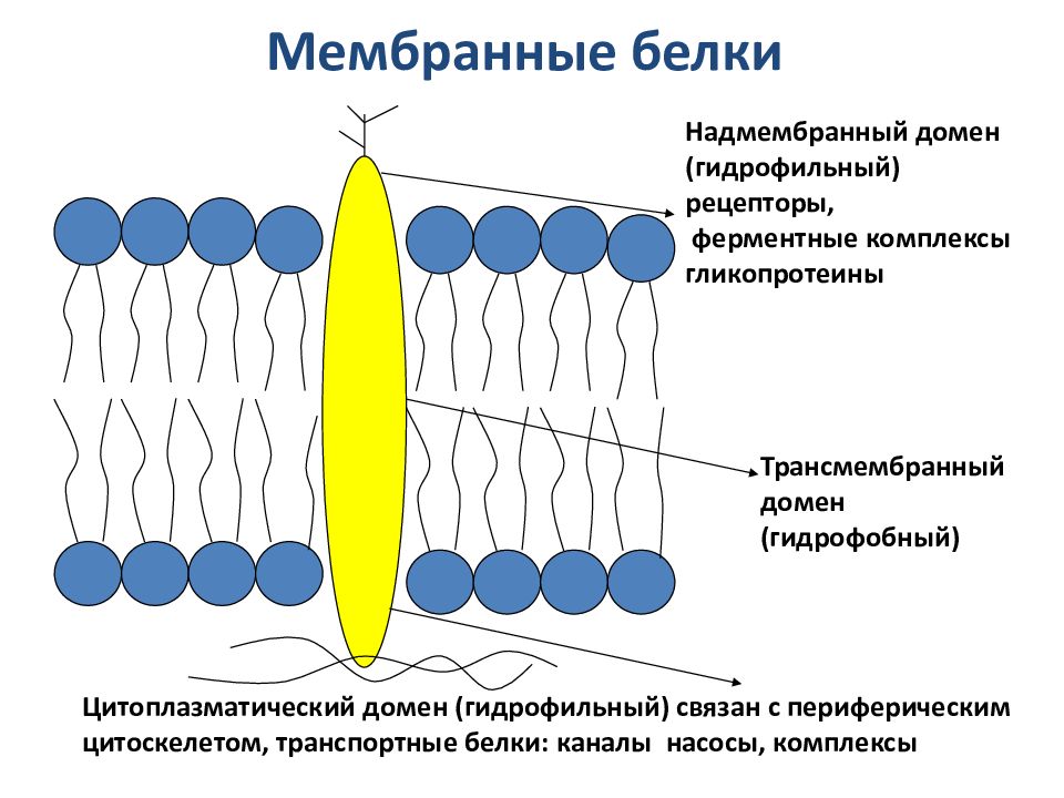 Гидрофильный. Строение мембранного рецептора. Типы мембранных рецепторов. Мембранные белки рецепторы. Белки рецепторы в мембране.