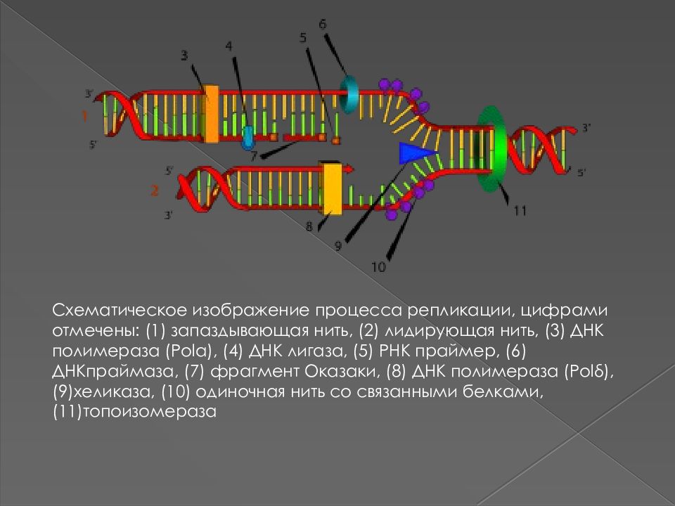 Процесс репликации. Репликация ДНК Оказаки. Лигаза при репликации ДНК. Терминация репликации ДНК лигаза. Презентация на тему репликация ДНК.