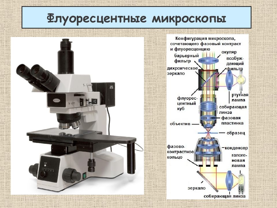 Строение цифрового микроскопа