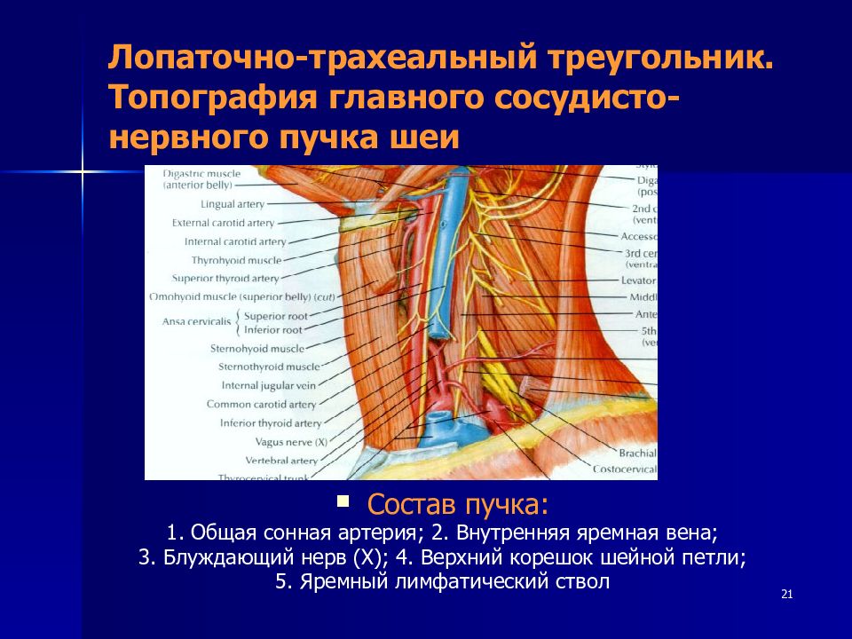 Сосудисто нервный пучок анатомия