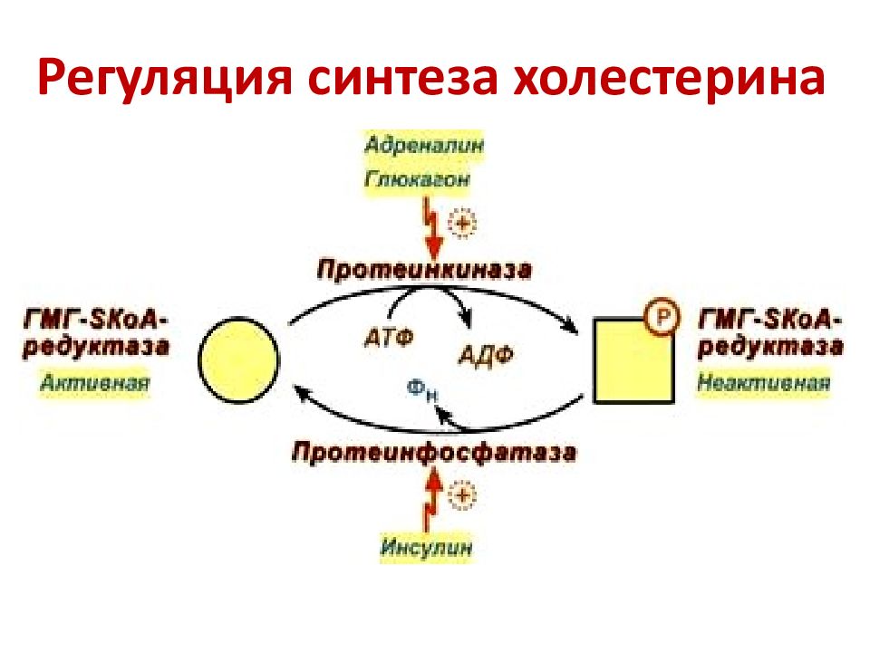 Синтез холестерина биохимия схема