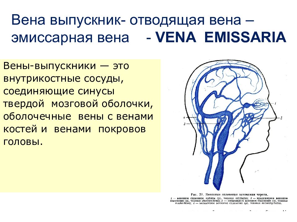 Песня вена вена вена вен. Сосцевидная эмиссарная Вена. Диплоические вены черепа. Диплоические вены головы. Лобная диплоическая Вена.