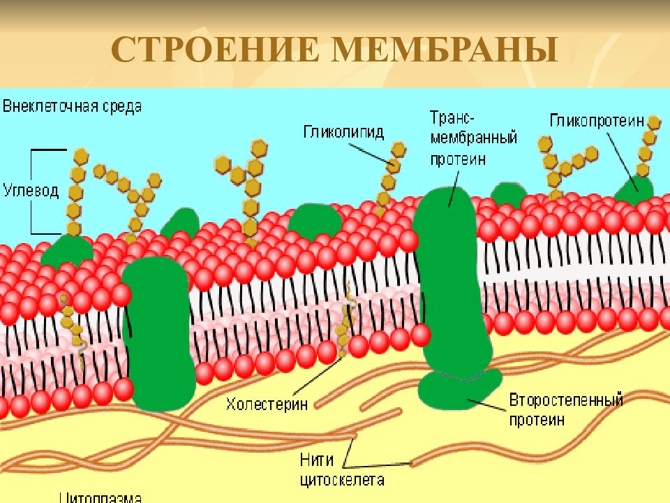 Общий план строения плазмолеммы