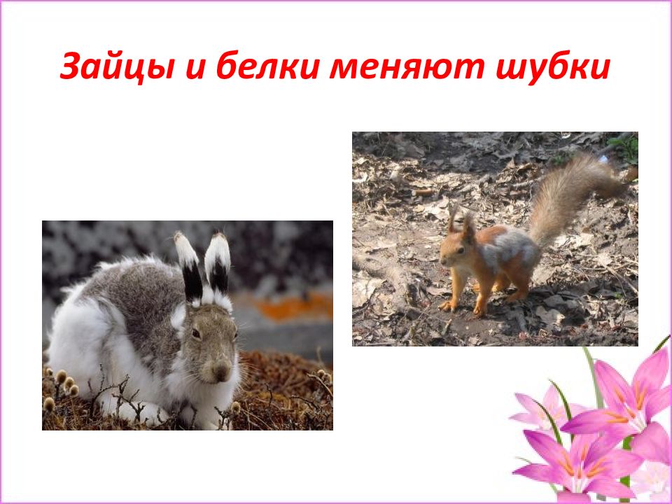 В какое время года у зверей линька. Животные линяют и меняют окраску меха. Заяц и белка меняют шубки. Белки меняют шубку. Заяц меняет окраску осенью.