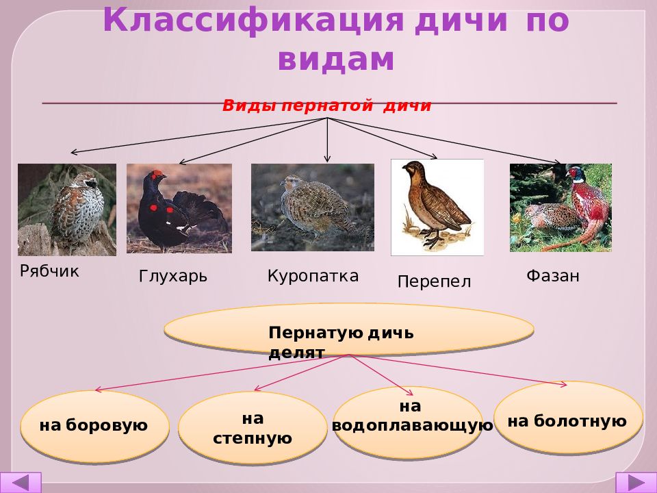 К какой дичи относится. Классификация сельскохозяйственной птицы. Виды дичи. Классификация пернатой дичи. Пернатая дичь виды.