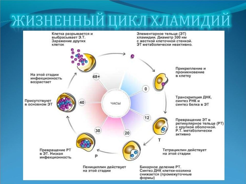 Жизненный цикл хламидий схема