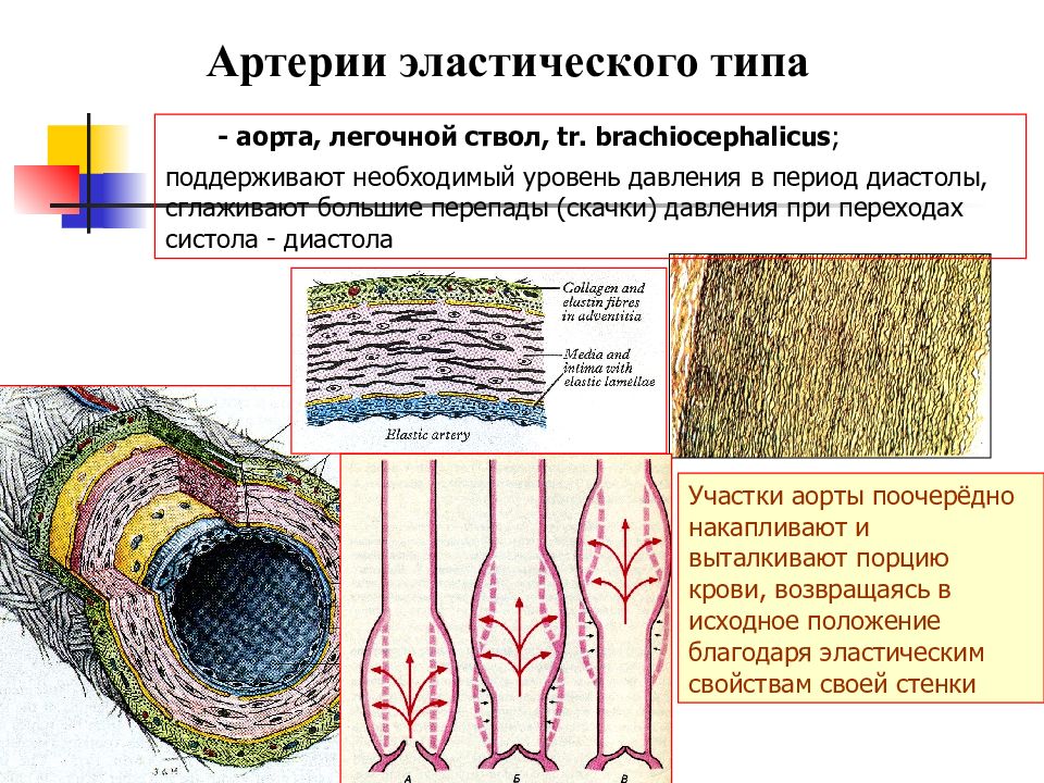 Виды артерий. Артерия эластического типа аорта. Строение артерий эластического типа. Сосуды эластического типа. Сосуды мышечного и эластического типа.