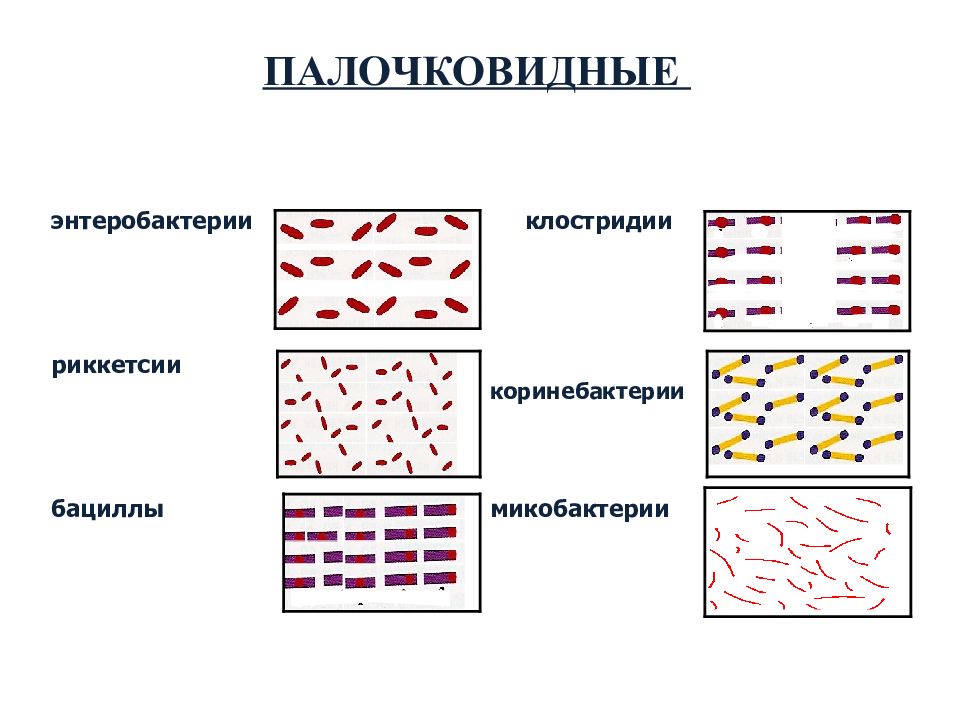 Рисунок морфология бактерий