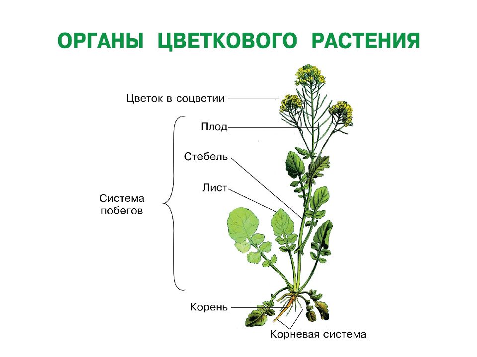 Строение цветов растений. Строение растения. Структура растения. Строение растений презентация. Проект строение растений.